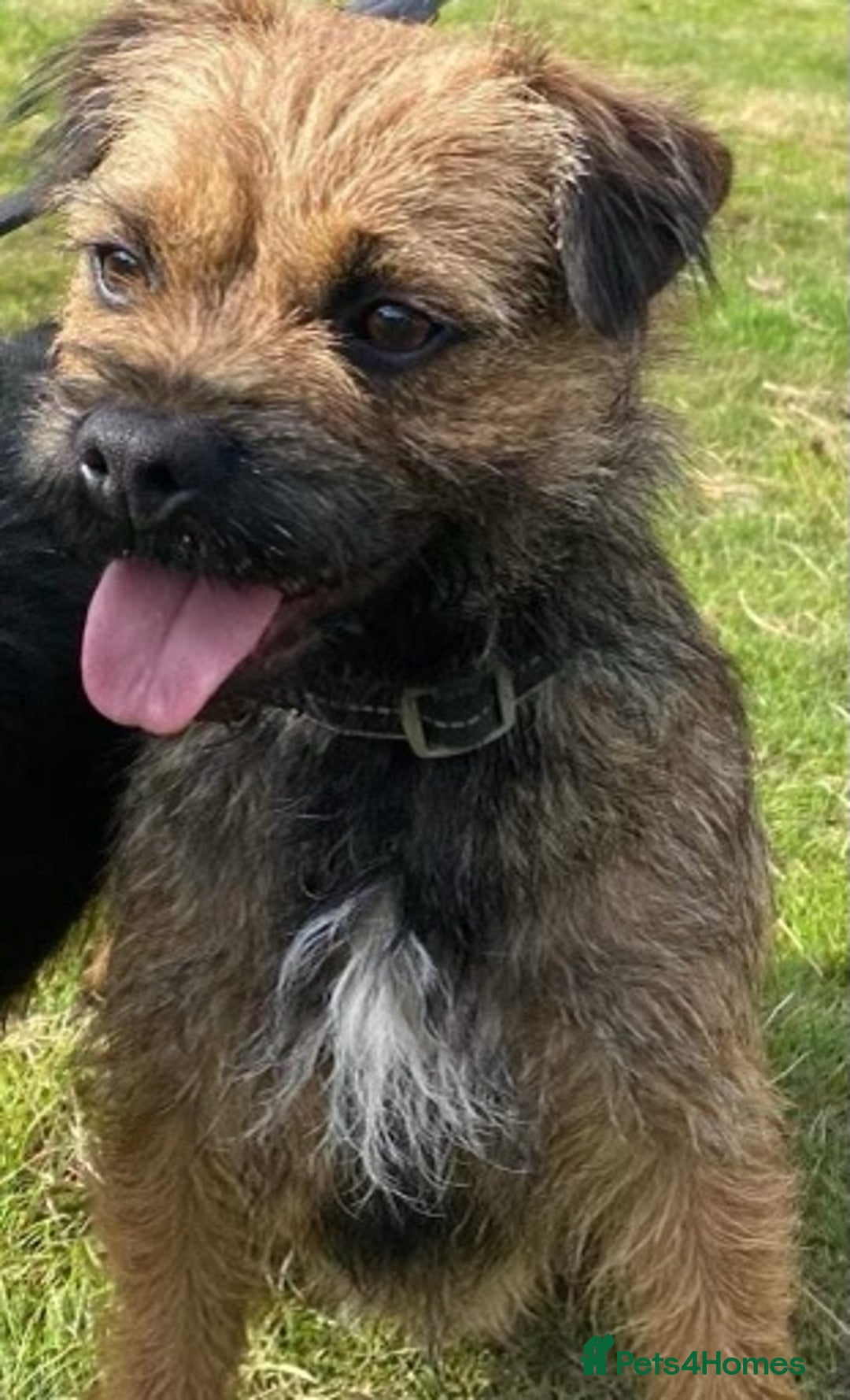 Mixed Breed dogs for sale: Corrier (Corgi X Border Terrier)  - Image 8