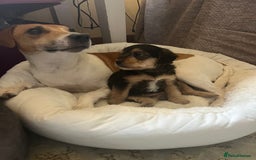 Mixed Breed dogs for sale: Gorgeous Plummer Terrier X Toy Poodle - Image 28