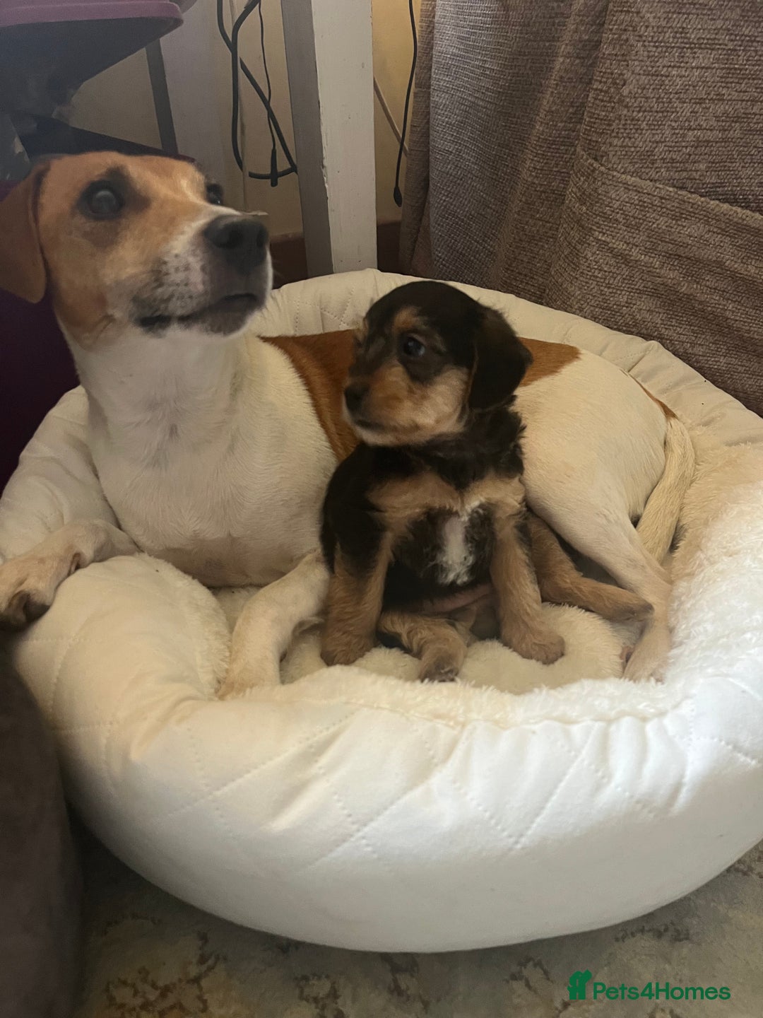 Mixed Breed dogs for sale: Gorgeous Plummer Terrier X Toy Poodle - Image 28