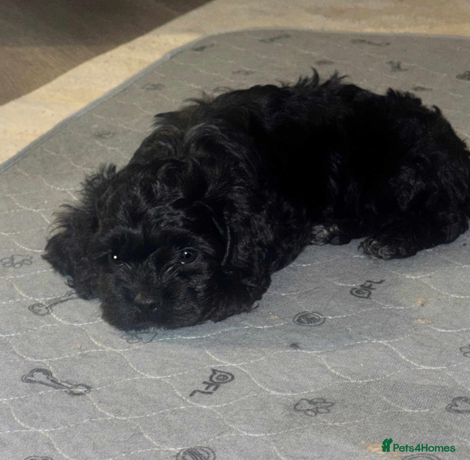 Cockapoo dogs for sale: Last Boy Available Now! F1 Miniature Cockapoo - Advert 13