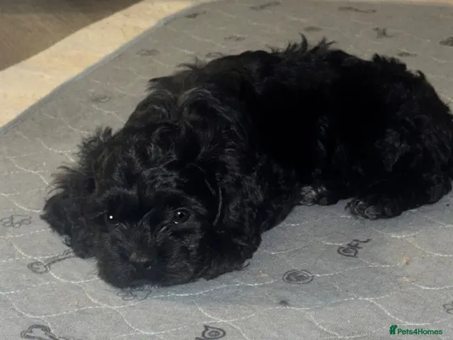 Cockapoo dogs for sale: Last Boy Available Now! F1 Miniature Cockapoo - Advert 13