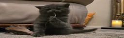British Shorthair cats for sale: Two Stunning Pedigree British Shorthair Girls - Advert 4