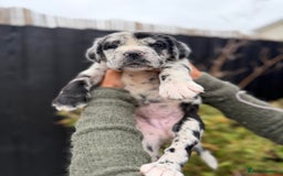 Mixed Breed dogs for sale: Mastiff pups available  - Image 11