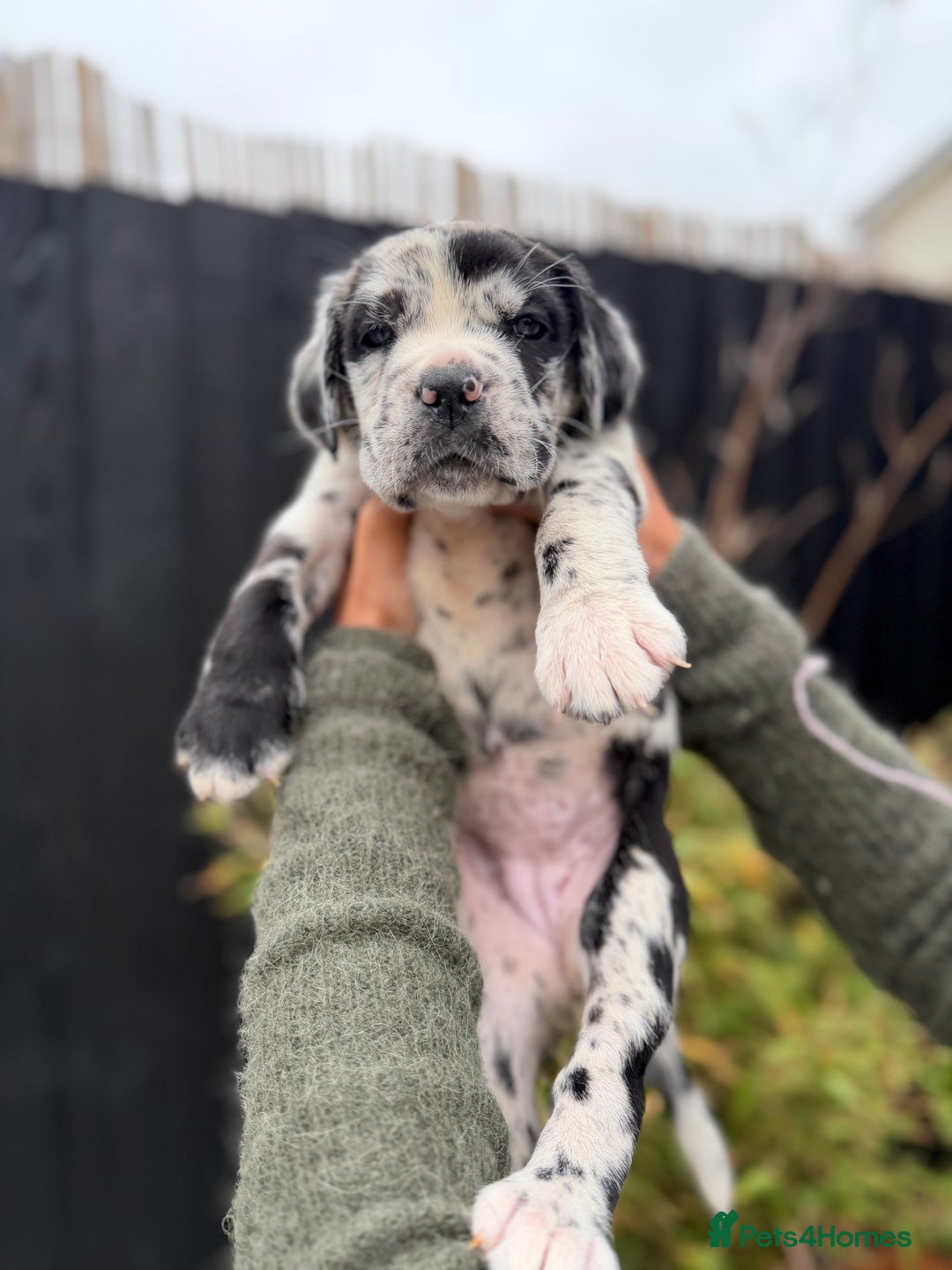 Mixed Breed dogs for sale: Mastiff pups available  - Image 11