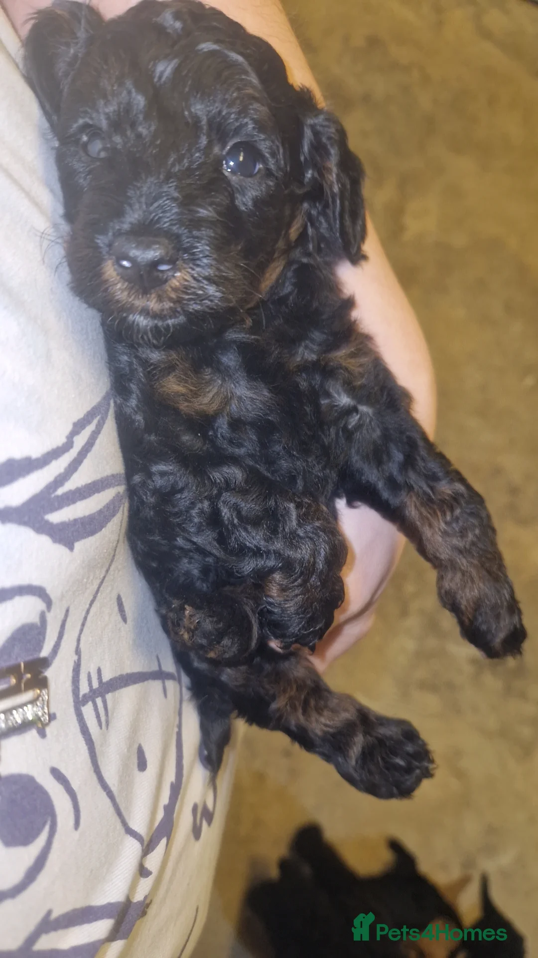 Cockapoo dogs for sale: Toy cockerpoos  - Advert 15