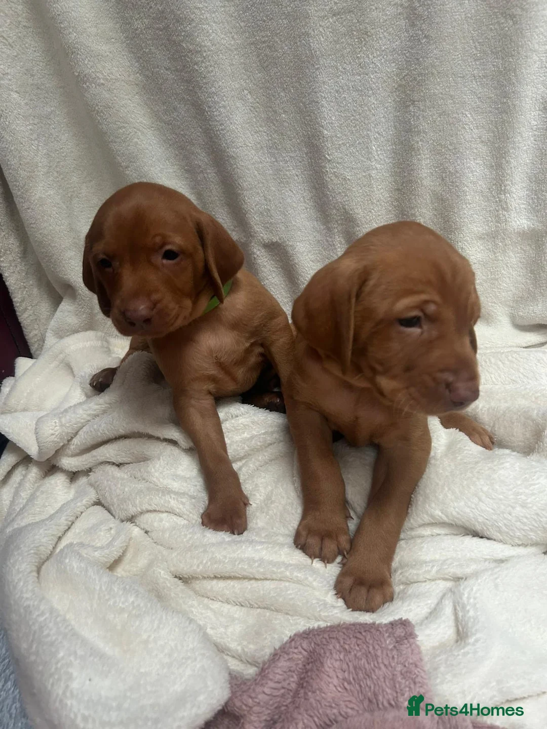 Hungarian Vizsla dogs for sale: Hookside Hungarian Viszla Puppies - Advert 17