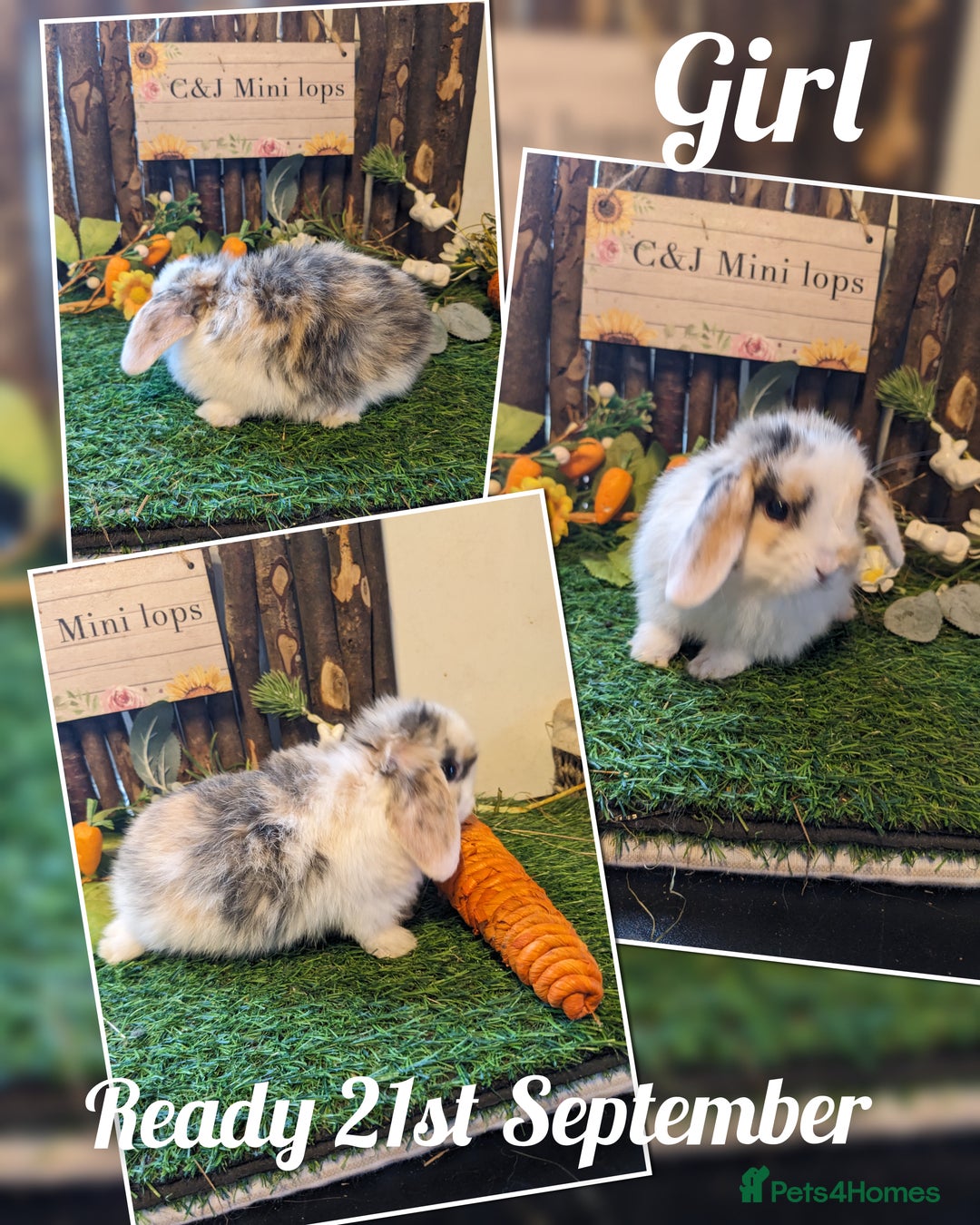 Mini Lop rabbits for sale: Stunning mini lop kits.  - Image 5