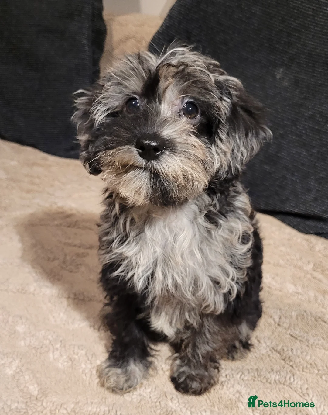 Labradoodle dogs for sale: Labradoodle puppies - Advert 14