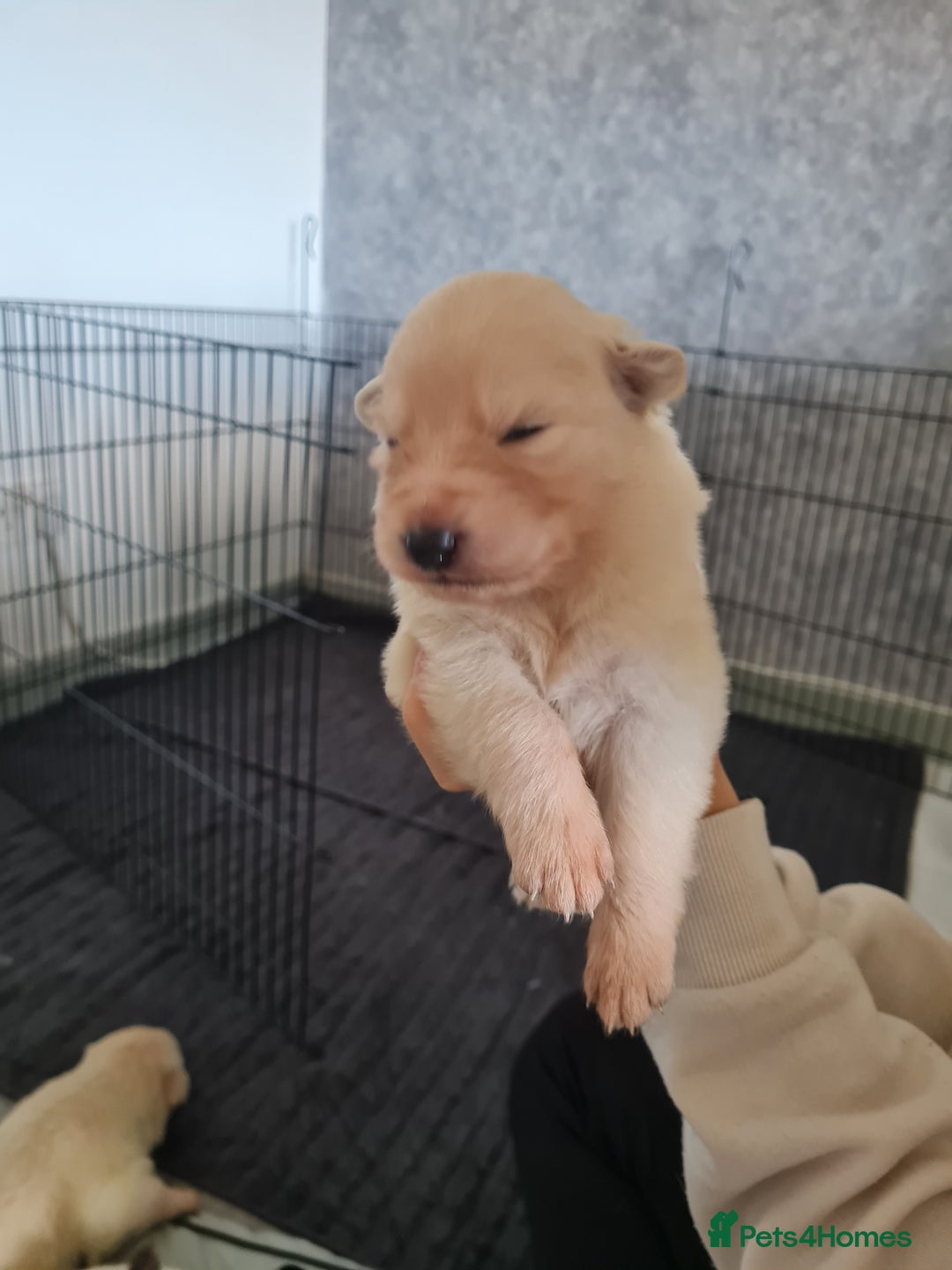 German Shepherd dogs for sale: German shepherd puppies  - Image 6