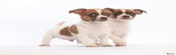 Jack Russell dogs for sale: Adorable mini Jack Russell babies  - Advert 19