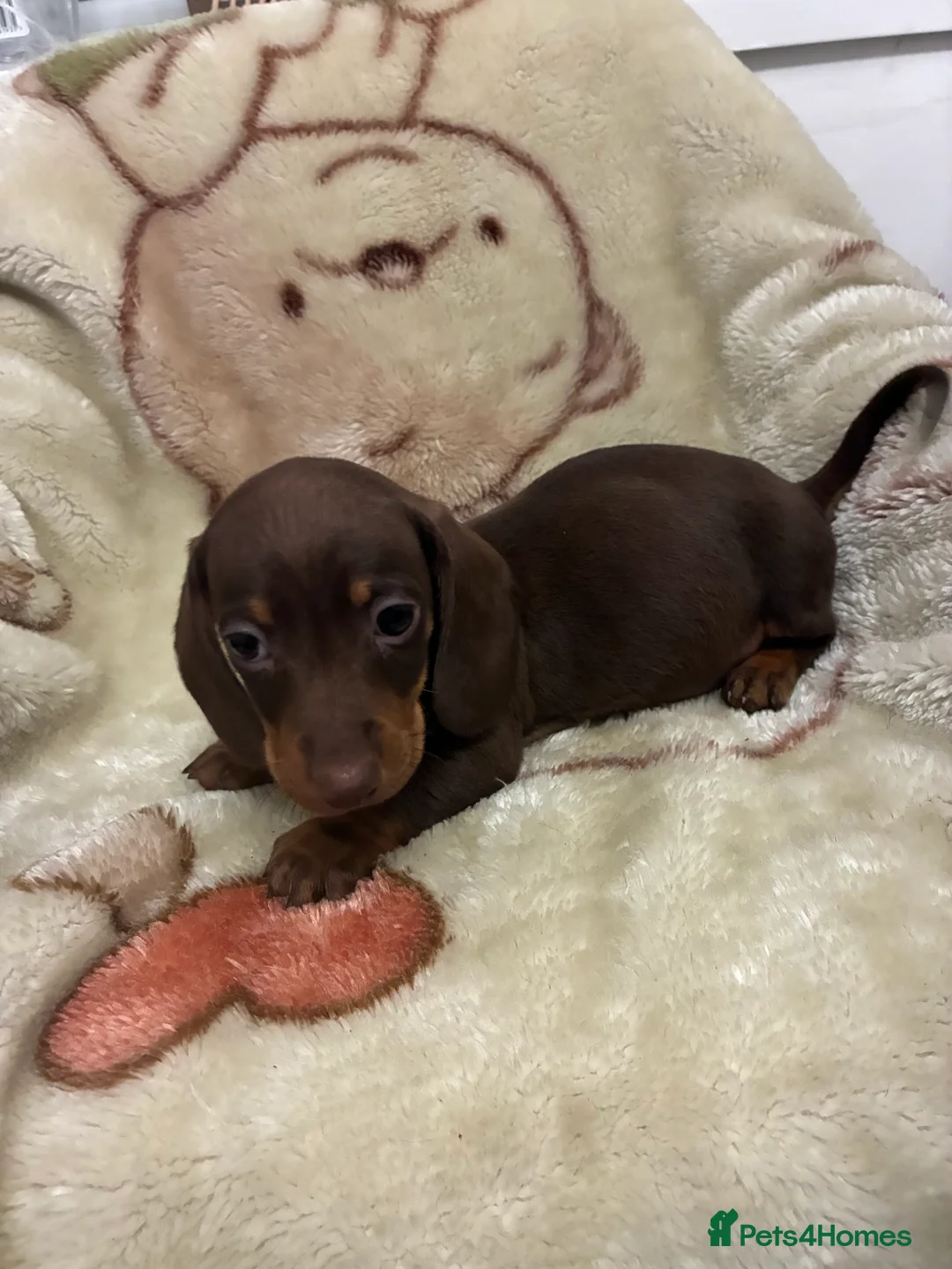Miniature Dachshund dogs for sale: Gorgeous miniature dachshund  - Advert 4