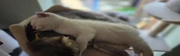 Scottish Fold cats for sale: Scottish fold  - Advert 16