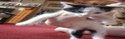 Mixed Breed cats for sale: 2 Adorable Kittens looking for their forever homes - Advert 5