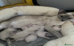 Siamese cats for sale: 🤩🐱Beautiful Siamese kittens for sale🐱⚡️ - Image 16