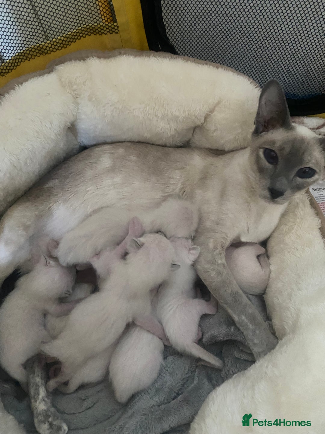 Siamese cats for sale: 🤩🐱Beautiful Siamese kittens for sale🐱⚡️ - Image 16