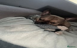 French Bulldog dogs for sale: Rocky  - Image 1