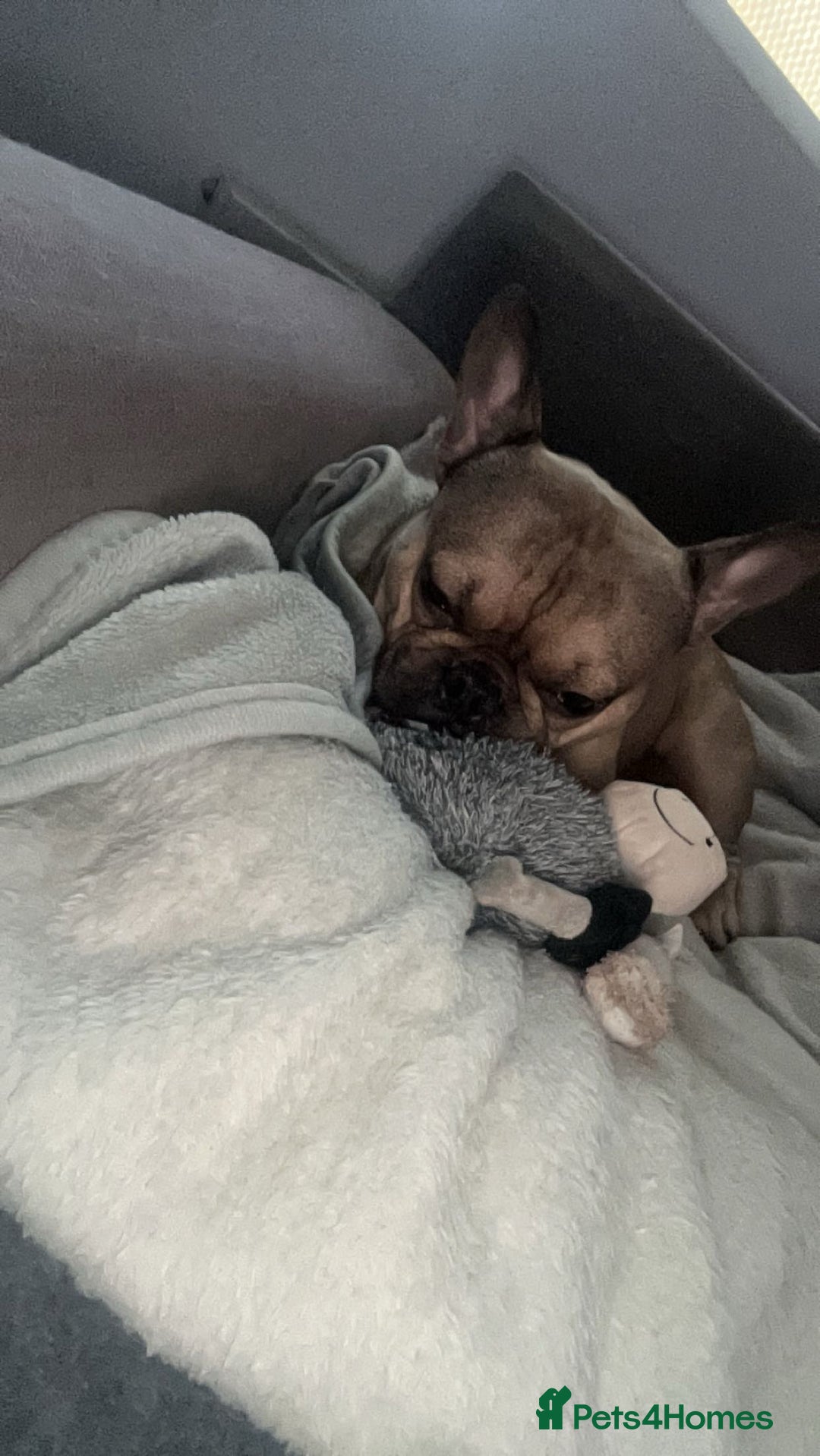 French Bulldog dogs for sale: Rocky  - Image 1