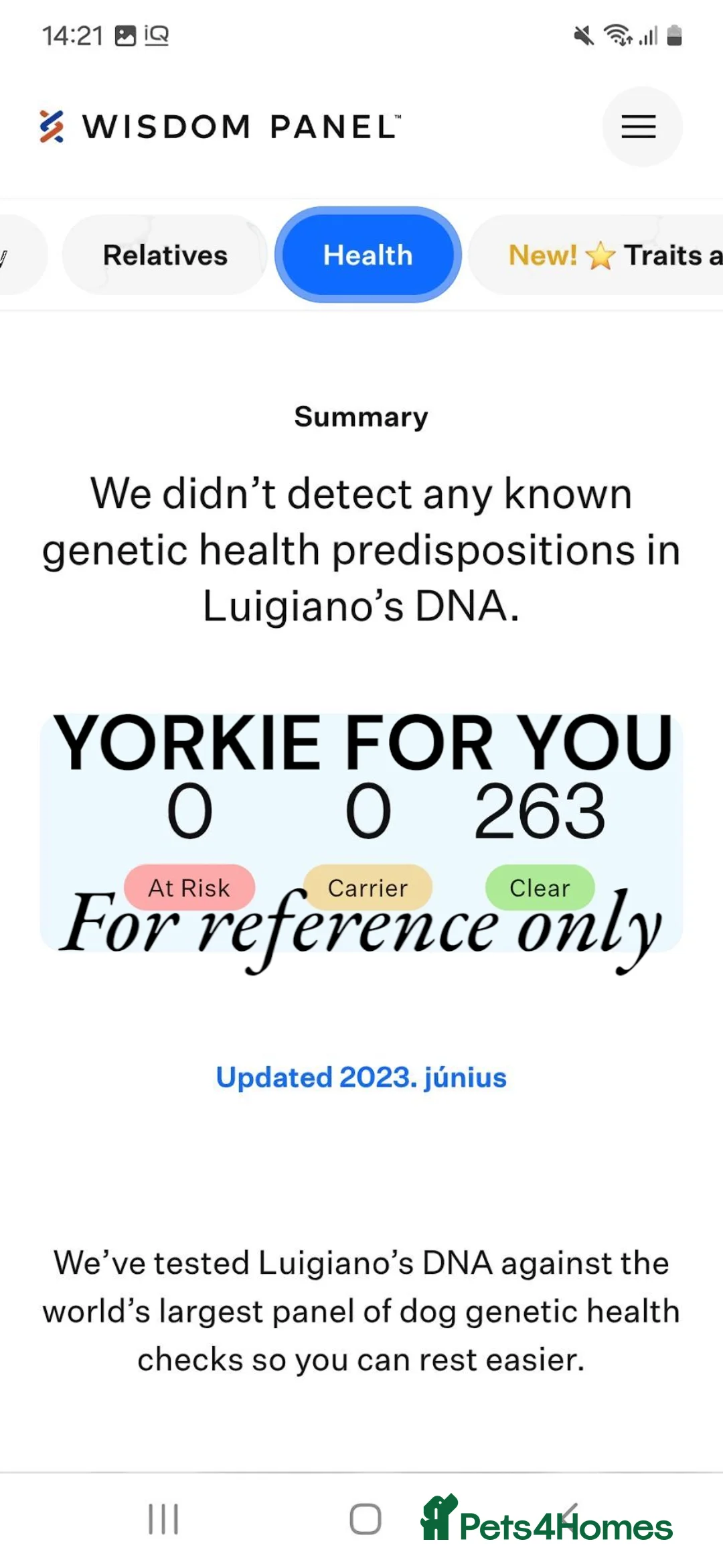 Yorkshire Terrier dogs for stud: 🩵 DNA TESTED 🩵Dark Red Sable male for stud in Birkenhead - Advert 2