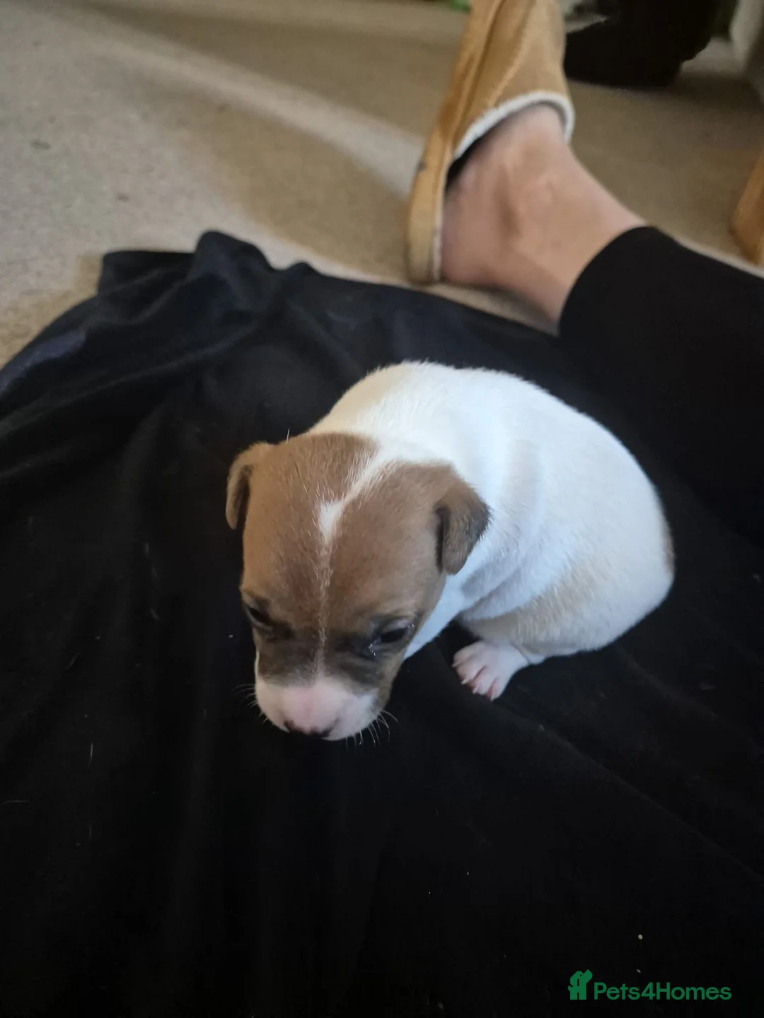 Parson Russell dogs for sale: Adorable Parsons terrier pups - Advert 13