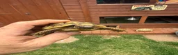 Hermann Tortoise reptiles for sale: 3 year old Hermann’s Tortoises in Birmingham - Advert 6
