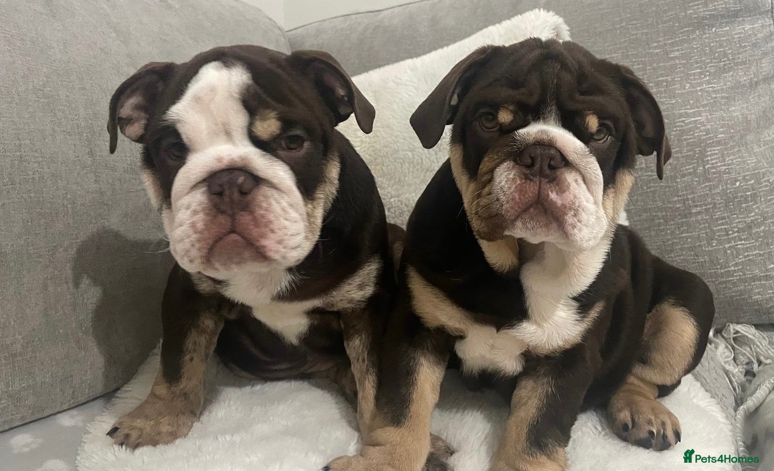 English Bulldog dogs 🌟 Quality English Bulldog Puppies ⭐️  - Advert 3