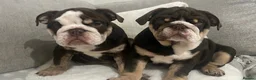 English Bulldog dogs for sale: 🌟 Quality English Bulldog Puppies ⭐️  - Advert 1