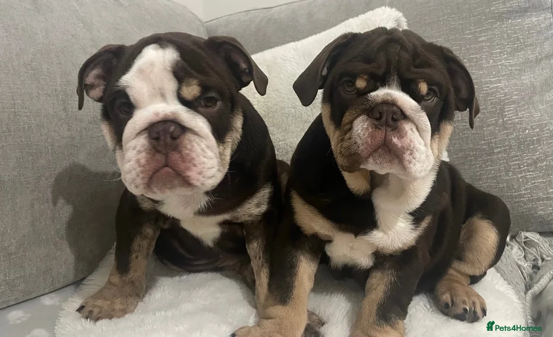 English Bulldog dogs for sale: 🌟 Quality English Bulldog Puppies ⭐️  - Advert 1