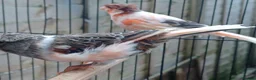 Canaries birds for sale: HARLEQUIN RED FACTOR PORTUGUESE CREASTED  - Advert 28