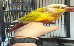 Conures birds for sale: Pineapple Green Cheek Conure - Image 6