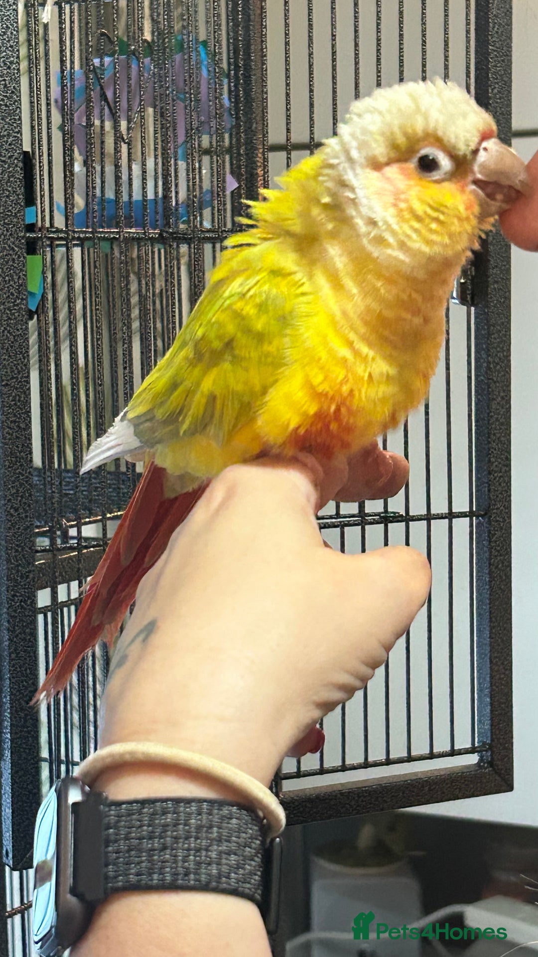 Conures birds for sale: Pineapple Green Cheek Conure - Image 6