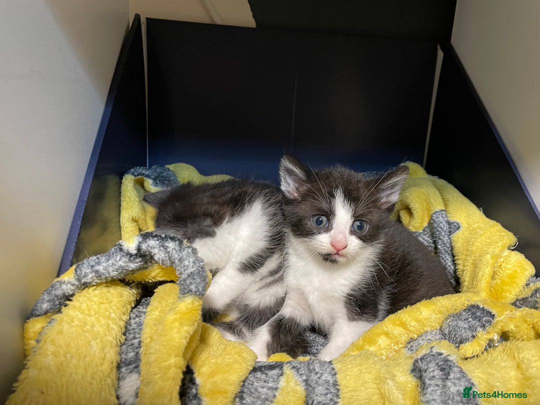 Mixed Breed cats for sale: Three energetic kittens: Noodle, Peanut and Daisy - Advert 29