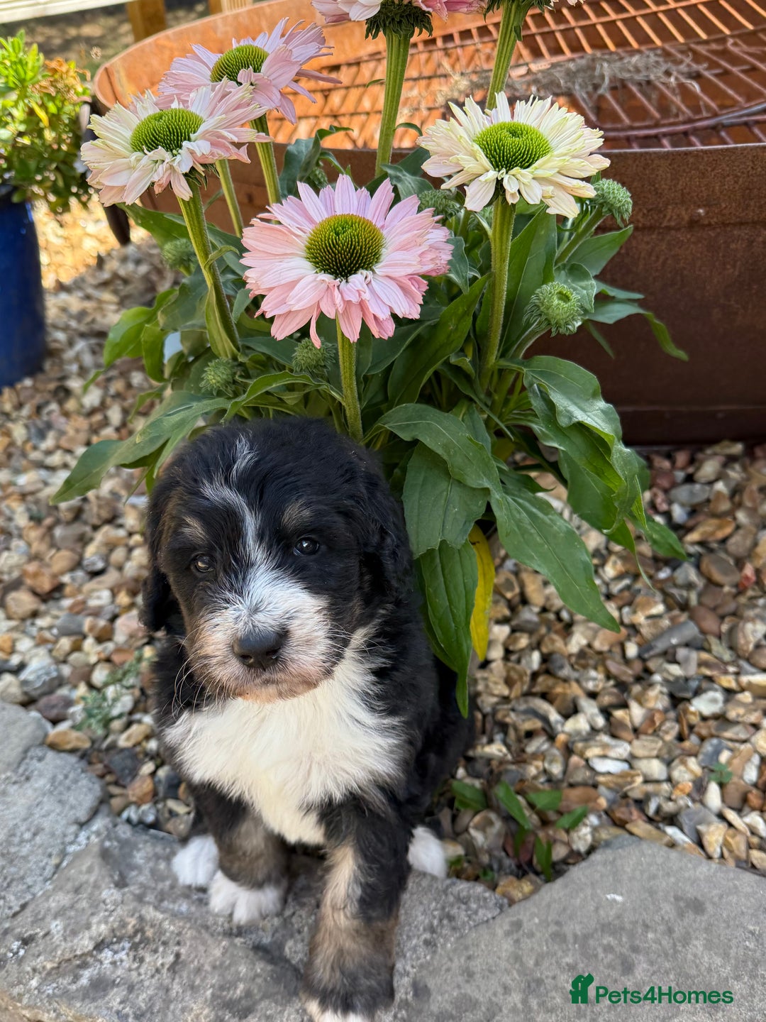 Bernedoodle dogs for sale: Bernadoodle 4 male home bred puppies  - Image 29