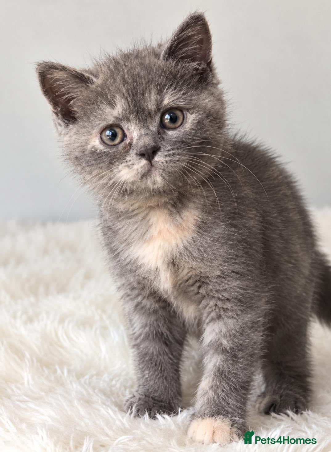 British Shorthair cats for sale: Ready for new home GCCF registered ACTIVE British  - Advert 1