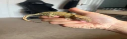 Gecko reptiles for sale: Two male Crested geckos in Boston - Advert 5