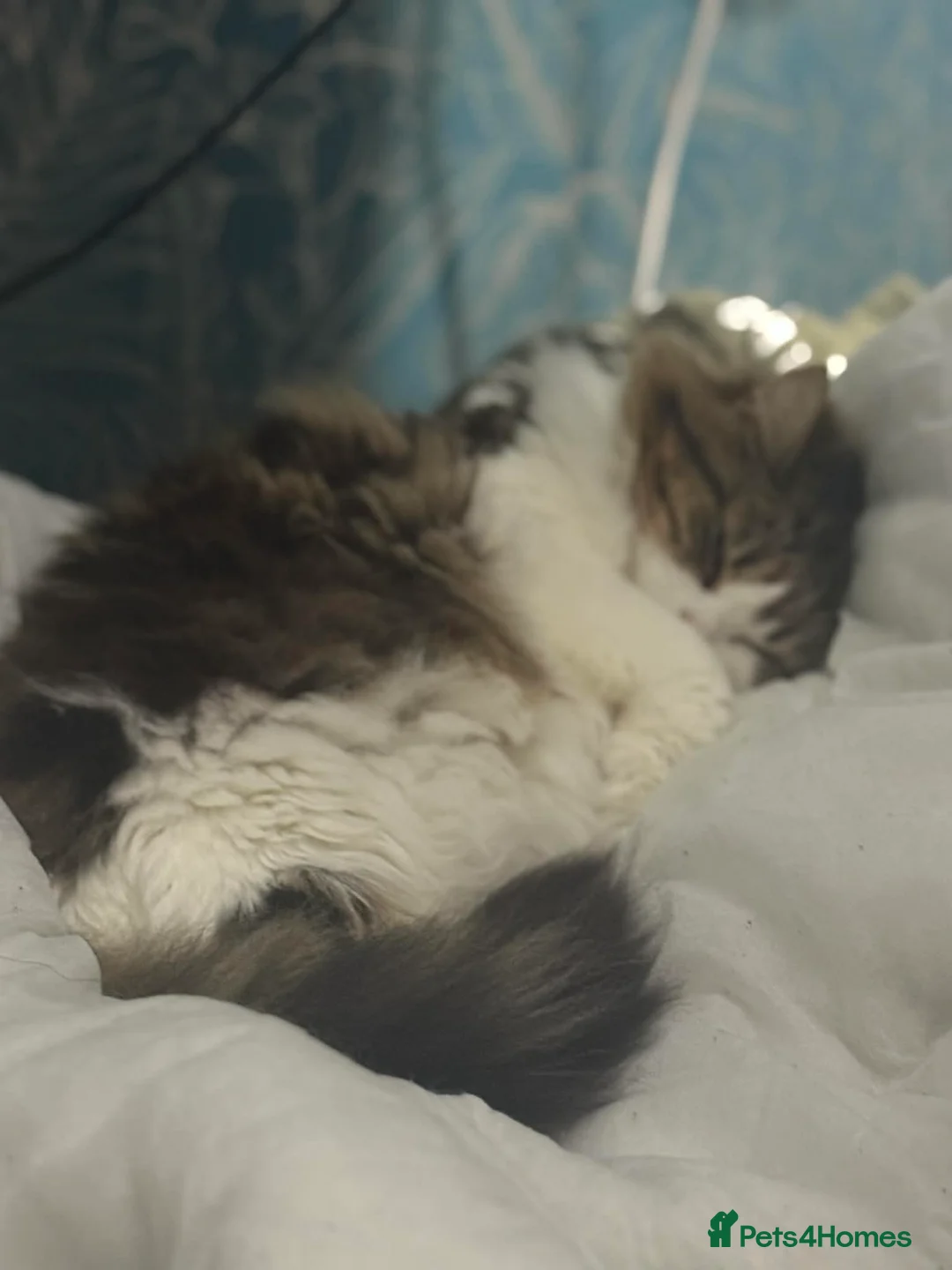 Mixed Breed cats for sale: Loving Home for Beautiful Tabby & white Girl - Advert 3