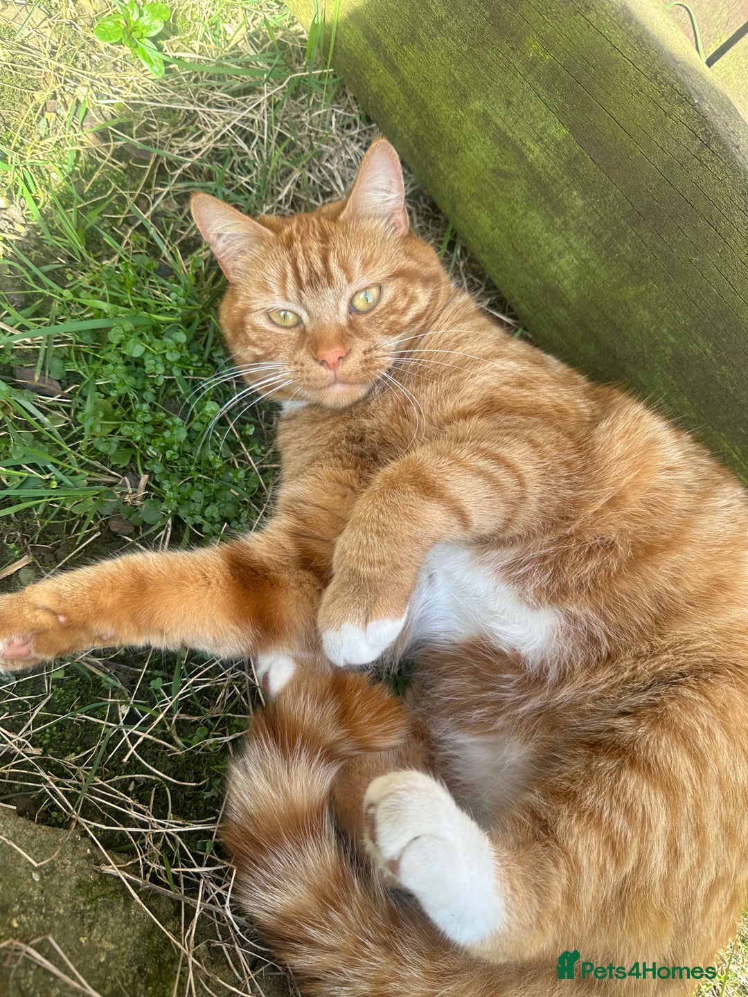 Domestic Shorthair cats for sale: Beautiful brother and sister must stay together  - Advert 3