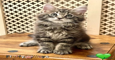 Maine Coon cats - Advert 10