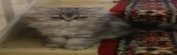 Siberian cats for sale: Absolutely Fabulous Kittens - Advert 17