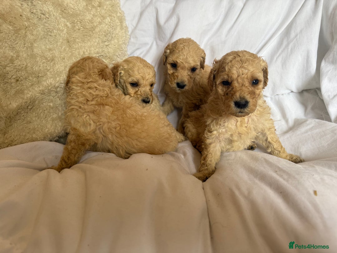 Mixed Breed dogs for sale: minature goldendoodles  - Image 6