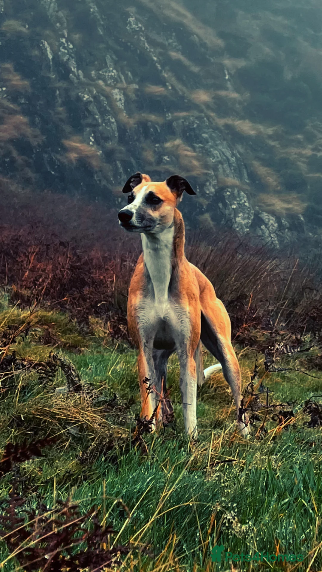 Lurcher dogs for stud: Lurcher for stud - Advert 2