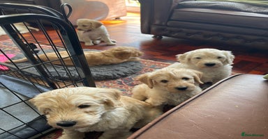 Labradoodle dogs - Advert 9