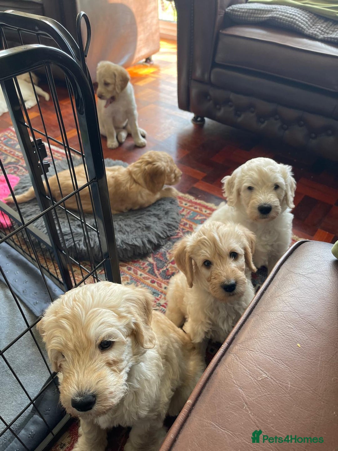Labradoodle dogs for sale: Multigen Mini Labradoodle Puppies Available Now - Image 3