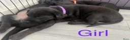 Mixed Breed dogs for sale: Labrador x kelpie puppies - Advert 6