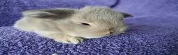 Mini Lop rabbits for sale: Baby mini lop rabbits for sale  - Advert 4
