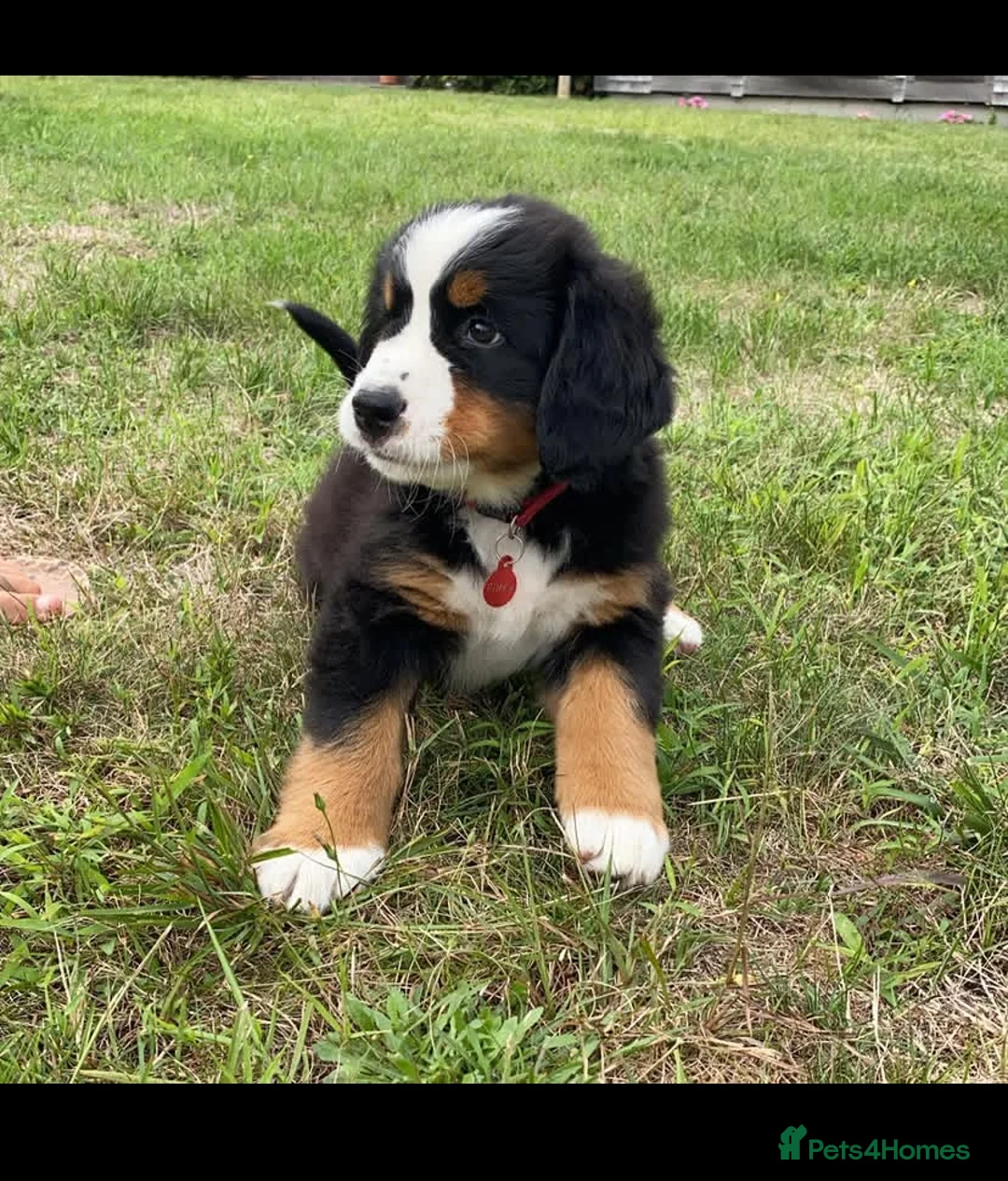 Bernese Mountain Dog dogs for sale: Amazing Playful Bernese Mountain Dog Pups in Kettering - Advert 2