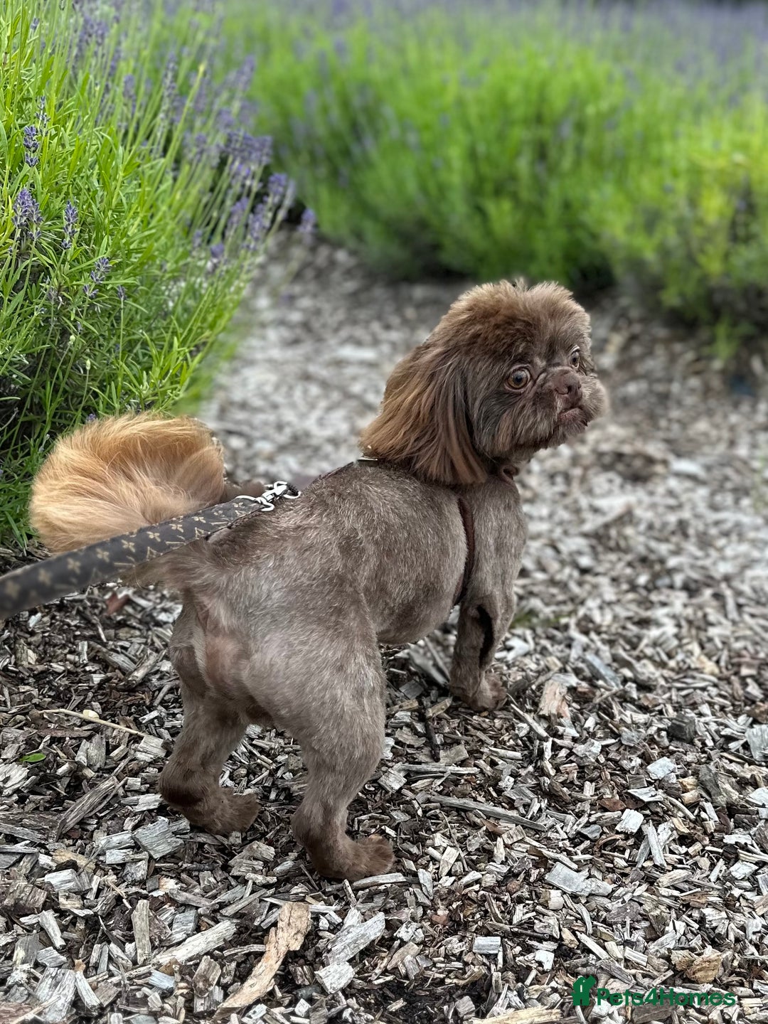 Shih Tzu dogs for stud: KC Imperial Stud - Advert 3