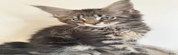 Maine Coon cats for sale: Maine coin kittens available for reservation  in Brighouse - Advert 35
