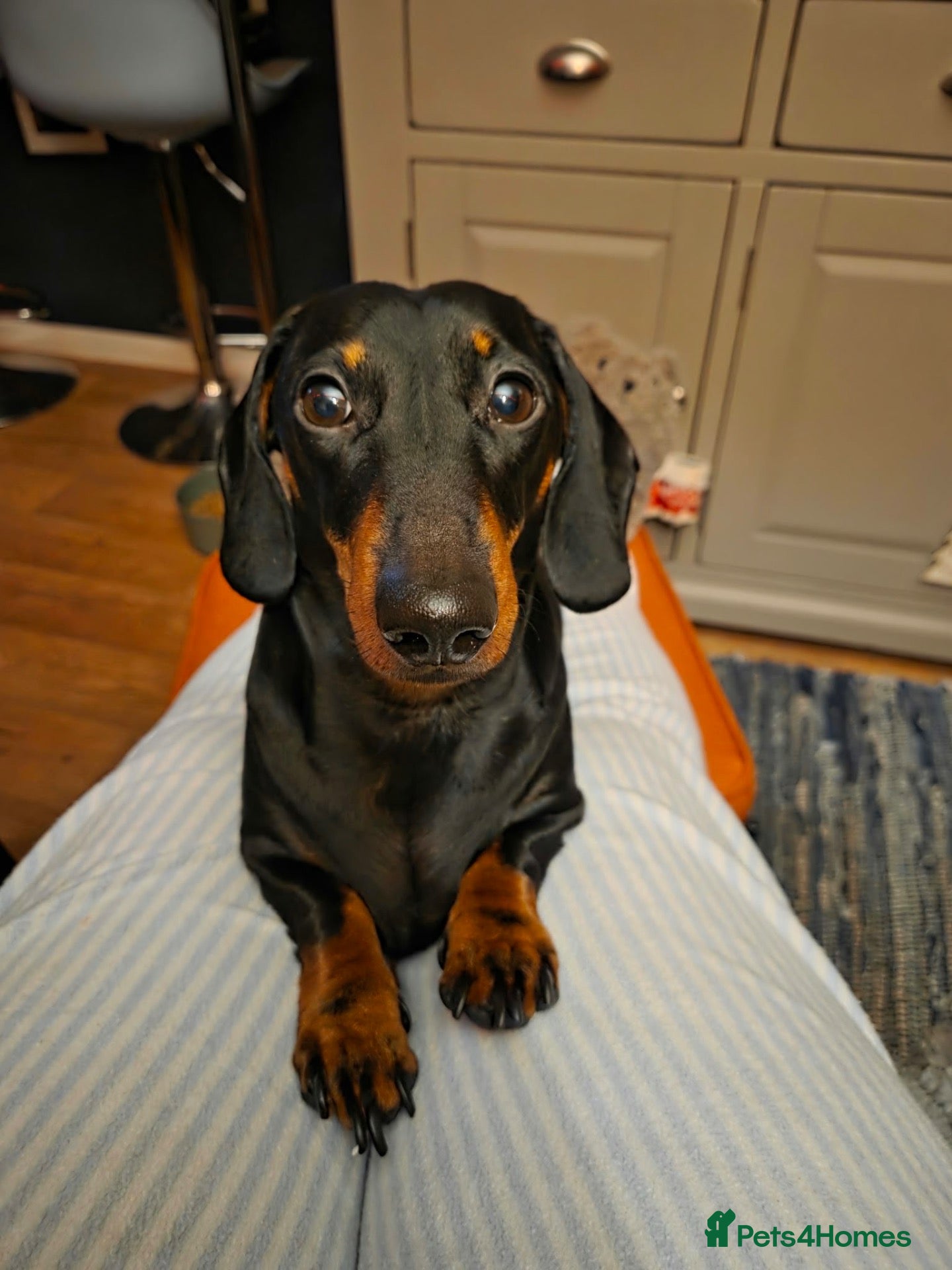 Dachshund dogs Dachshund Puppys - Advert 18