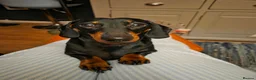 Dachshund dogs for sale: Dachshund Puppys - Advert 1