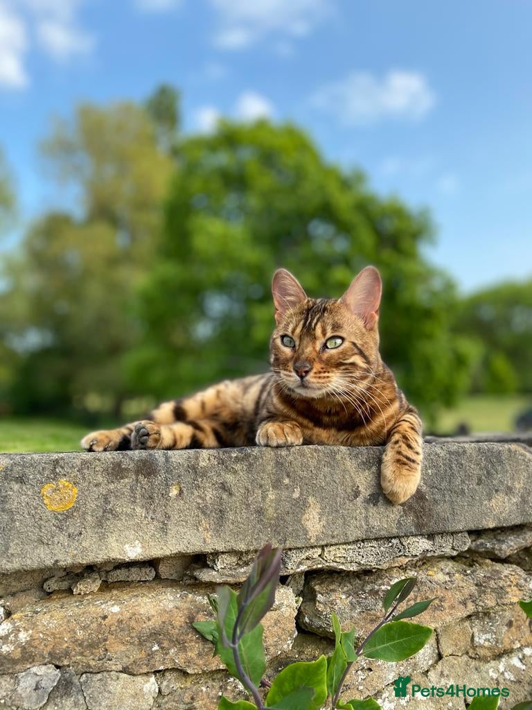 Bengal cats for sale: Beautiful Bengal Female Cat - Advert 14